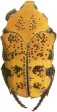 Argyripa lansbergei.jpg